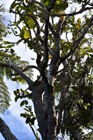 Polyscias repanda - Bois de papaye - ARALIACEAE - Endémique Réunion