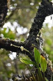 Polystachya cultriformis - EPIDENDROIDEAE - Indigène Réunion 