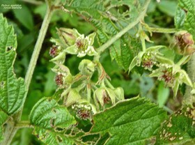 Rubus apetalus .ronce blanche.rosaceae.indigène Réunion P1750815