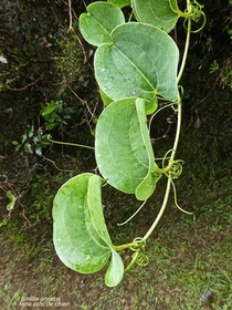 Smilax anceps.liane croc de chien. smilacaceae. indigène Réunion .P1750823