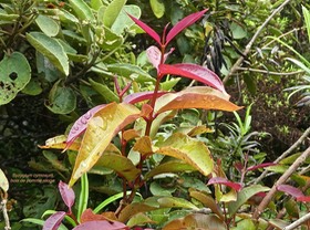 Syzygium cymosum .bois de pomme rouge .myrtaceae.endémique Réunion Maurice .P1750822