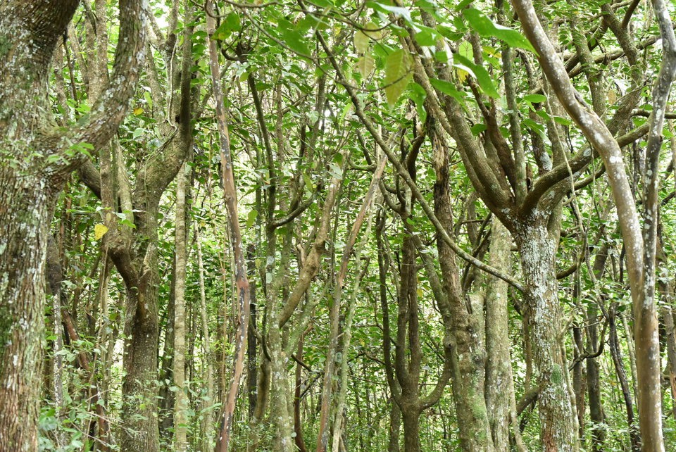 Forêt de Bois de perroquet et change-écorce - MB2_1239