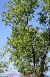 acacia-auriculiformis-_med_hr