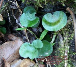 Adiantum reniforme- Fougère tam tam - Pteridaceae- I