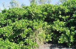 anacardier---anacardium_med_hr