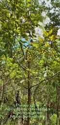 Apodites dimidiata- Icacinaceae- Masc
