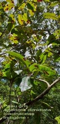 Apodites dimidiata- Peau gris- Icacinaceae- Indigène