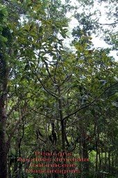 Apodites dimidiata-3