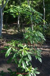 baobab_med_hr