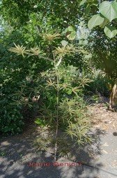 benjoin---terminalia-bentzo_med_hr