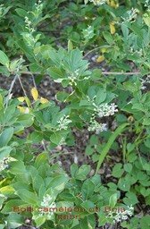 bois-cameleon-ou-bois-cabri_med_hr