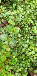 Bois de buis- les feuilles