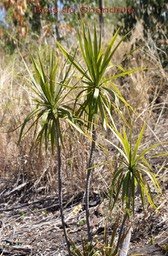 bois-de-chandelle--dracaena_med_hr