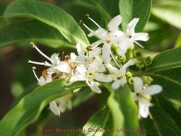 bois-de-chenilles---fleurs_med_hr