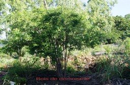 bois-de-demoiselle---phylla_med_hr