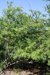 bois-de-demoiselle--phyllan_med_hr