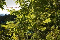 Bois de merle- Bois d'andrèze et Bois de chandelle