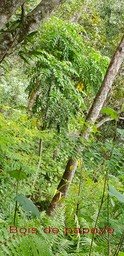 Bois de papaye - Polyscias sp