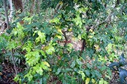 Bois de punaise