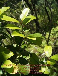 Bois de rongue - Erythroxylon sideroxyloides- BM
