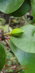 Bois de rongue- Fruit
