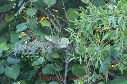 bois-de-sable---indigofera_med_hr