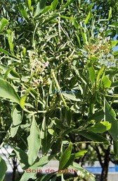 bois-de-sable--fleurs-et_med_hr