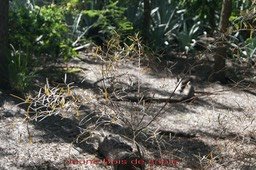 bois-de-sable-avec-feuilles_med_hr