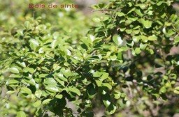 bois-de-sinte---scutia_med_hr