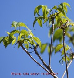 bois-de-zevi-marron_med_hr