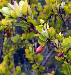 Bois d'huile- fruits