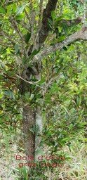 Bois d'olive gros peau