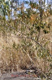 bois-dolive-noir---olea_med_hr