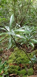 Bois jaune - Ochrosia borbonica- Apocynaceae- B
