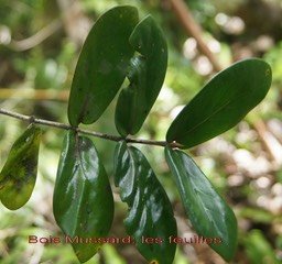 Bois Mussard- feuilles-2