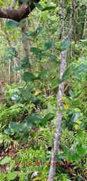 Bois Mussard-1