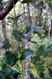 Bois Mussard-4