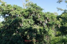 bois-noir---albizia-lebbeck_med_hr