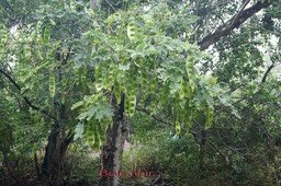 bois-noir---albizia-lebbek-_med_hr