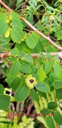 Breynia retusa