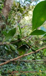 Café marron- Coffea mauritiana
