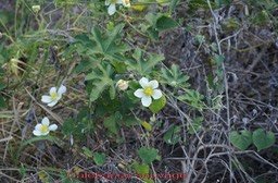calebasse-sauvage--lagenari_med_hr