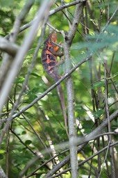 cameleon-endormi---femelle_med_hr