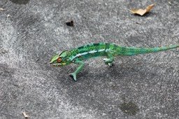 cameleon-endormi--male_med_hr