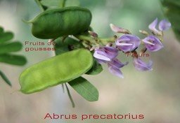 cascavelle--abrus-precatori_med_hr