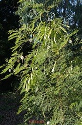 cassi---leucaena-leucocepha_med_hr