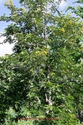 cassia-du-siam---cassia_med_hr