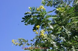 cassia-du-siam_med_hr