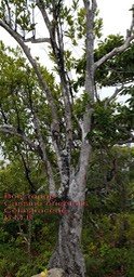 Cassine orientalis- Bois rouge- Celastraceae- I