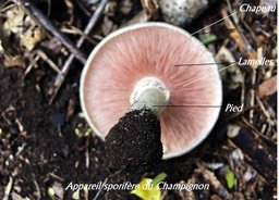champignon-appareil-sporife_med_hr